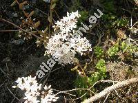Sedum album L. (Oreosedum album (L.) Grulich)