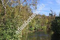 Prunus padus L. (Padus racemosa Schneid., Padus avium Mill.)