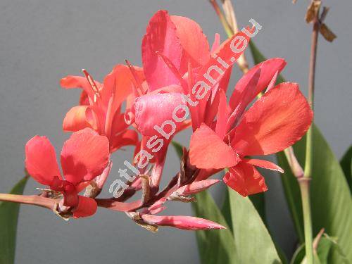 Canna indica (Canna indica L., Canna edulis Ker Gawl.)