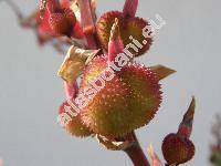 Canna indica (Canna indica L., Canna edulis Ker Gawl.)