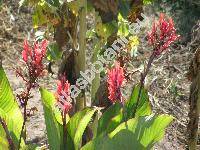 Canna indica (Canna indica L., Canna edulis Ker Gawl.)