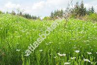 Stellaria holostea L.