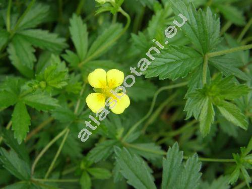 Potentilla erecta (L.) R. (Potentilla erecta (L.) R�uschel, Potentilla silvestris Neck., Tormentilla erecta L.)