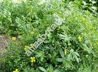 Potentilla erecta (L.) R. (Potentilla erecta (L.) R�uschel, Potentilla silvestris Neck., Tormentilla erecta L.)