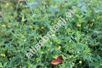 Potentilla erecta (L.) R. (Potentilla erecta (L.) R�uschel, Potentilla silvestris Neck., Tormentilla erecta L.)