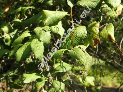 Prunus ulmifolia Franch. (Louiseania ulmifolia (Franch.) Pachom., Aflatunia ulmifolia (Franch.) Vass., Amygdalus ulmifolia (Franch.) Pop.)