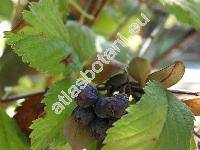 Prunus ulmifolia Franch. (Louiseania ulmifolia (Franch.) Pachom., Aflatunia ulmifolia (Franch.) Vass., Amygdalus ulmifolia (Franch.) Pop.)