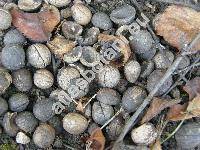 Prunus ulmifolia Franch. (Louiseania ulmifolia (Franch.) Pachom., Aflatunia ulmifolia (Franch.) Vass., Amygdalus ulmifolia (Franch.) Pop.)