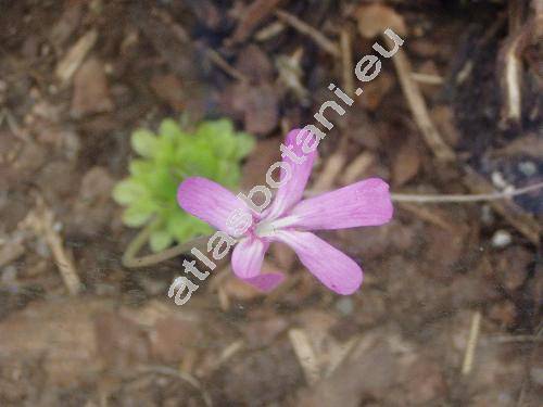Pinguicula moranensis Kunth