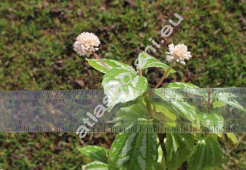 Pilea cadierei Gagnep. et Guill.