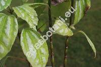 Pilea cadierei Gagnep. et Guill.