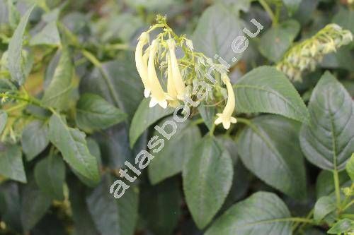 Phygelius aequalis 'Yelow Trumpet' (Phygelius aequalis Harv. ex Hiern)
