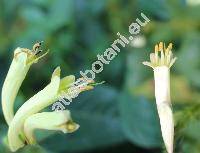 Phygelius aequalis 'Yelow Trumpet' (Phygelius aequalis Harv. ex Hiern)