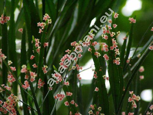 Phyllanthus arbuscula (Sw.) Gmel. (Euphorbia, Diasperus speciosus (Jacq.) Kuntze)