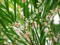Phyllanthus arbuscula (Sw.) Gmel. (Euphorbia, Diasperus speciosus (Jacq.) Kuntze)
