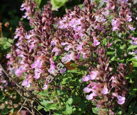Teucrium chamaedrys L. (Teucrium officinale Lam.,  Chamaedrys officinalis (Lam.) Moench)