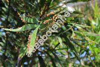 Phyllanthus angustifolius (Sw.) Sw. (Euphorbia, Xylophylla angustifolia Sw.)