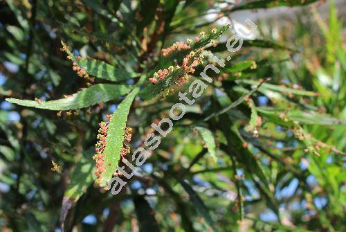 Phyllanthus angustifolius (Sw.) Sw. (Euphorbia, Xylophylla angustifolia Sw.)