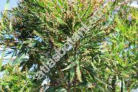 Phyllanthus angustifolius (Sw.) Sw. (Euphorbia, Xylophylla angustifolia Sw.)