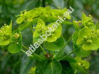 Euphorbia lucida Walds. et Kit. (Tithymalus lucidus (Walds. et Kit.) Klotzsch et Garcke)