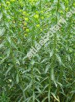 Euphorbia lucida Walds. et Kit. (Tithymalus lucidus (Walds. et Kit.) Klotzsch et Garcke)