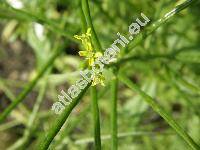 Erysimum repandum L.