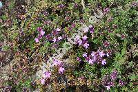 Thymus serpyllum L. (Thymus angustifolius Pers., Thymus apricus Opiz, Thymus glabrescens)