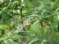 Euonymus nanus Bieb.