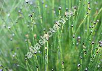 Equisetum variegatum (Equisetum variegatum Weber et Mohr, Hippochaete variegata (Schleich.) Bruhin)