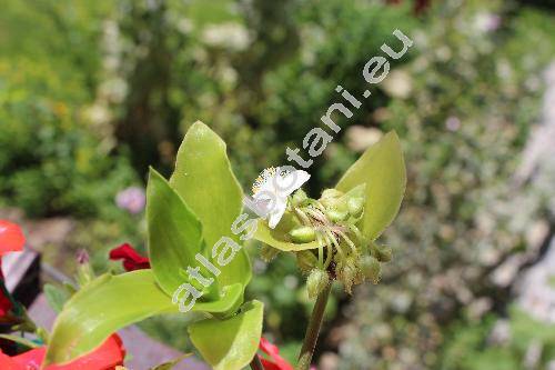 Tradescantia fluminensis Vell. (Tradescantia albiflora Kunth)