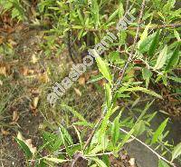 Prinsepia uniflora Bat.