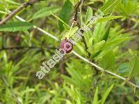 Prinsepia uniflora Bat.