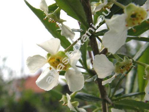 Prinsepia uniflora Bat.