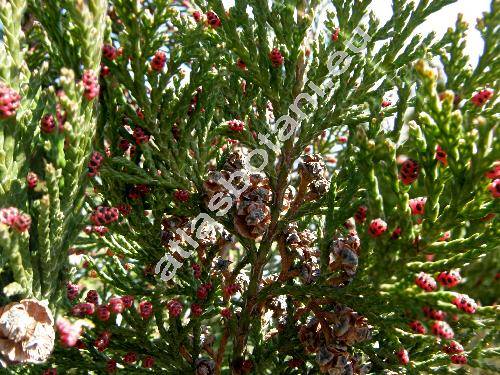 Chamaecyparis lawsoniana (Murray) Parl. 'Pet's Blue' (Cupressus lawsoniana Murray)