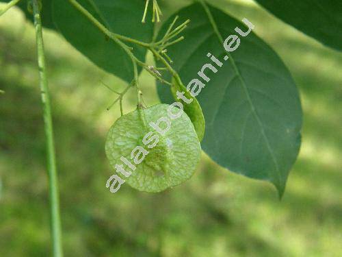 Ptelea trifoliata L.