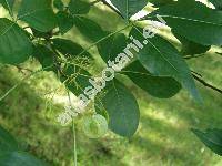 Ptelea trifoliata L.