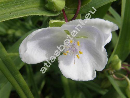 Tradescantia x andersoniana Ludw. et Rohw. 'L'Innocence' (Tradescantia virginiana hort.)