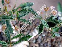 Euphorbia tulearensis (Rauh) Rauh (Euphorbia cap-saintemariensis var. tulearensis, Euphorbia decaryi var. capsaintemariensis (Rauh) Crem.)