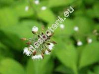Circaea alpina L. (Circaea lutetiana var. alpina (L.) Torr.,)