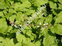 Circaea alpina L. (Circaea lutetiana var. alpina (L.) Torr.,)