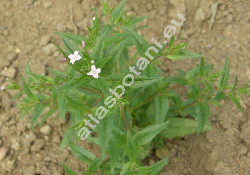 Epilobium roseum Schreb. (Chamaenerion roseum Schreb.)