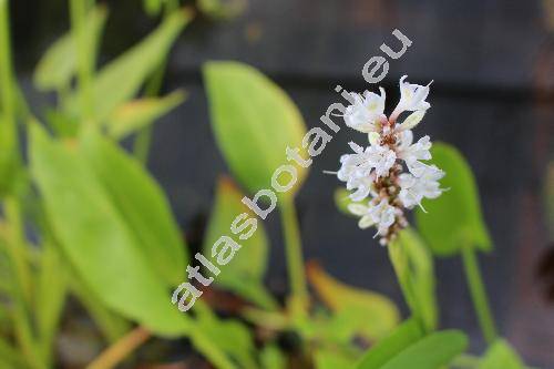 Pontederia cordata L. 'Alba'