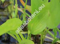 Pontederia cordata L. 'Alba'