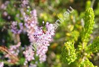 Erica multiflora L.