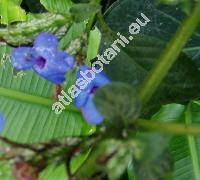Eranthemum pulchellum Andr.