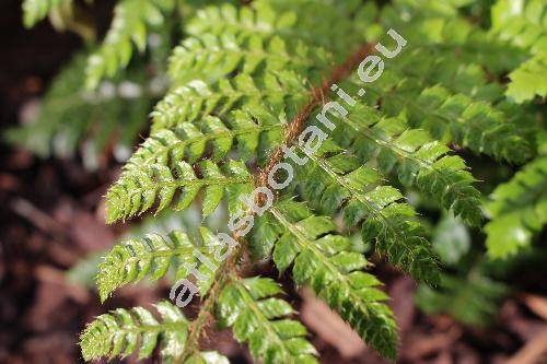 Polystichum polyblepharom 'Jade' (Polystichum polyblepharom (Roem. ex Kunze) C. Presl)