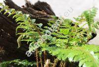 Polystichum polyblepharom 'Jade' (Polystichum polyblepharom (Roem. ex Kunze) C. Presl)