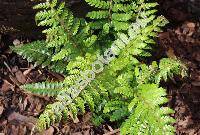 Polystichum polyblepharom 'Jade' (Polystichum polyblepharom (Roem. ex Kunze) C. Presl)