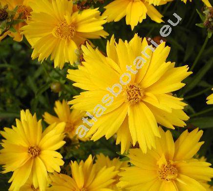 Coreopsis lanceolata (Coreopsis lanceolata L., Coreopsoides lanceolata (L.) Moench, Leachia)