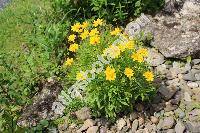 Coreopsis lanceolata (Coreopsis lanceolata L., Coreopsoides lanceolata (L.) Moench, Leachia)